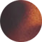 Dark Tortoise