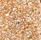 Sand Drusy