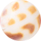 Spotted Shell