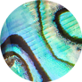 Abalone Shell