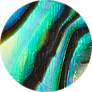 Abalone Shell