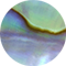 Abalone Shell