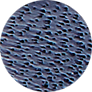 Abalone